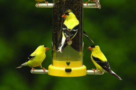 Quick Clean Finch Feeder